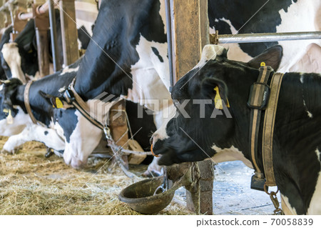 [Cow in the barn] 70058839