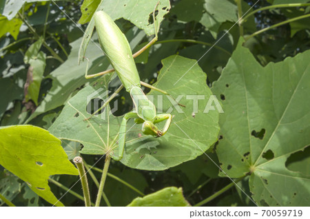 白尾螳螂 70059719