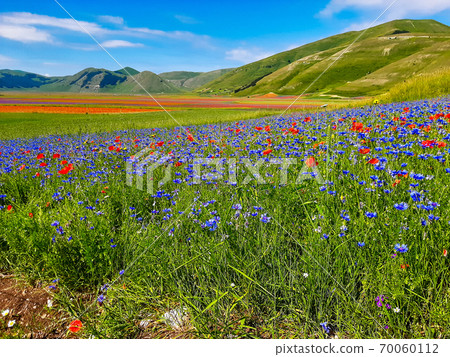 Lentil flowering with poppies and cornflowers in Castelluccio di Norcia, Italy Lentil flowering with poppies and cornflowers in Castelluccio di Norcia, Italy 70060112