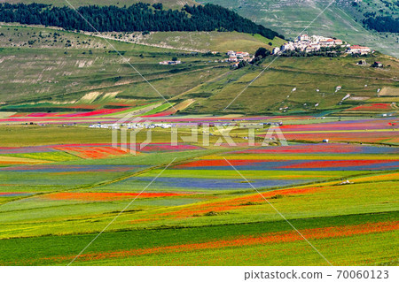 Lentil flowering with poppies and cornflowers in Castelluccio di Norcia, Italy 70060123