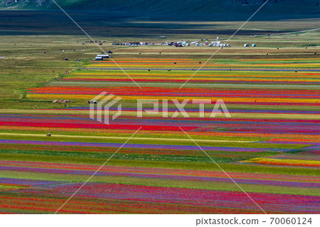 Lentil flowering with poppies and cornflowers in Castelluccio di Norcia, Italy 70060124