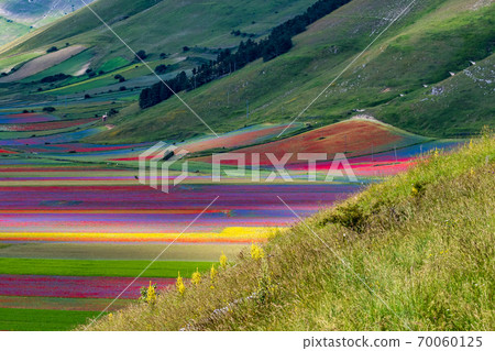 Lentil flowering with poppies and cornflowers in Castelluccio di Norcia, Italy Lentil flowering with poppies and cornflowers in Castelluccio di Norcia, Italy 70060125