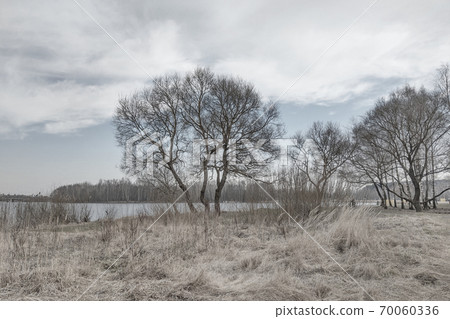Black and white photo of trees in autumn or spring. Black and white photo of trees in autumn or spring. 70060336