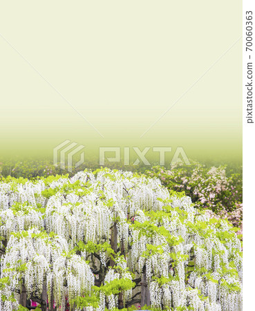 Fuji shelf Fuji Fuji Ashikaga Flower Park in full bloom Fuji shelf Fuji Fuji Ashikaga Flower Park in full bloom 70060363