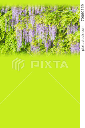 Fuji shelf Fuji Fuji Ashikaga Flower Park in full bloom 70060369