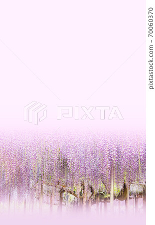 Fuji shelf Fuji Fuji Ashikaga Flower Park in full bloom 70060370