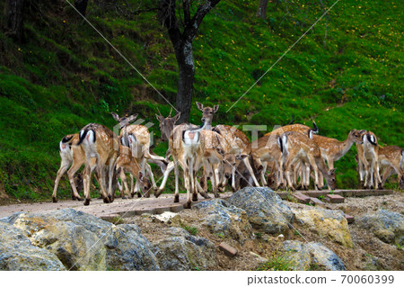 A herd of sika deer is eating on the road. A herd of sika deer is eating on the road. 70060399