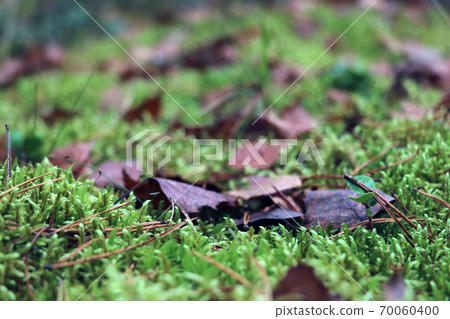 Yellowed leaves in the forest lie on green moss. Yellowed leaves in the forest lie on green moss. 70060400