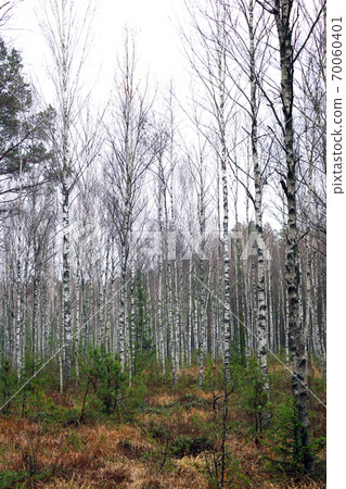 Birch forest in late autumn on a foggy morning. Birch forest in late autumn on a foggy morning. 70060401