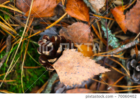 A pine cone lies in the grass with yellow leaves. Change of Pore of the Year. The onset of cold weather. A pine cone lies in the grass with yellow leaves. Change of Pore of the Year. The onset of cold weather. 70060402