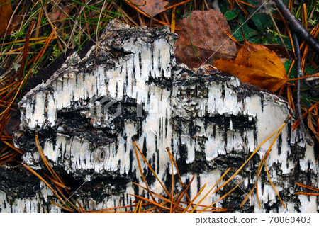Birch bark on the grass with yellow leaves. Birch bark on the grass with yellow leaves. 70060403