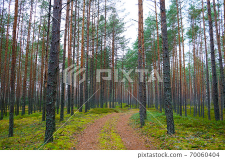 Pine fir forest on a cloudy autumn morning. Pine fir forest on a cloudy autumn morning. 70060404