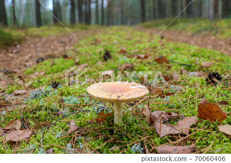The mushroom grows on green moss in the forest. The mushroom grows on green moss in the forest. 70060406