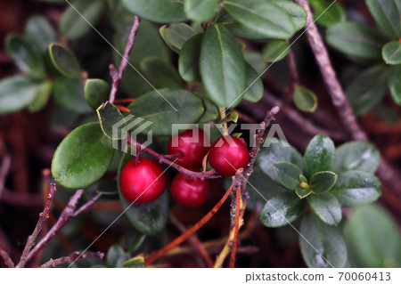 Berries of red lingonberry close-up in the forest. Berries of red lingonberry close-up in the forest. 70060413