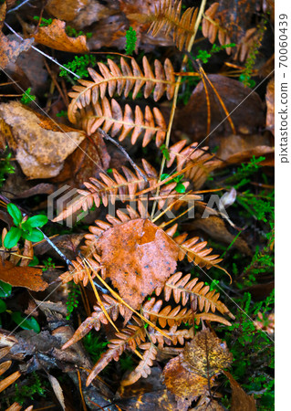 Yellow wet fern leaf in the autumn forest. 70060439