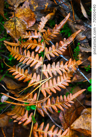 Yellow wet fern leaf in the autumn forest. 70060440
