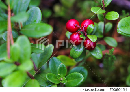 Beautiful juicy red berries of a lingonberry in a meadow in the forest. Beautiful juicy red berries of a lingonberry in a meadow in the forest. 70060464