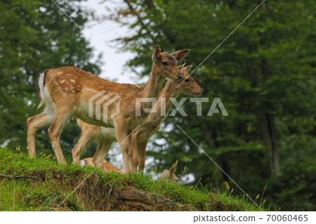 Beautiful young sika deer came out of the forest. Beautiful young sika deer came out of the forest. 70060465