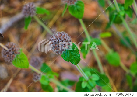 Beautiful field plants with green leaves in the meadow. 70060476