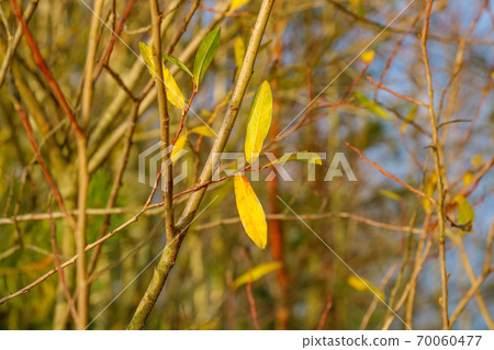 Yellowed leaves on bushes near the water in autumn. Yellowed leaves on bushes near the water in autumn. 70060477