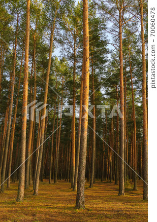 Beautiful pine forest during sunset. Yellow bright colors. Fall. Change of seasons. Beautiful pine forest during sunset. Yellow bright colors. Fall. Change of seasons. 70060478