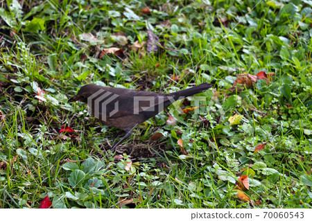 Dark starling on green grass in the garden. 70060543