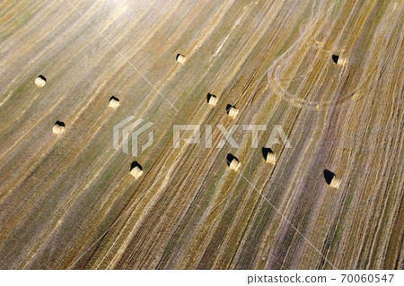 Top view of the yellow field. Harvest. 70060547