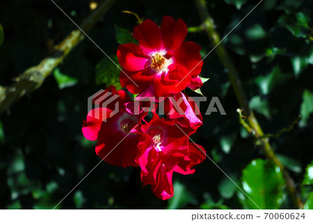 View of beautiful red roses in the garden. View of beautiful red roses in the garden. 70060624