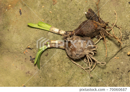 七夕燈泡 七夕燈泡 70060687