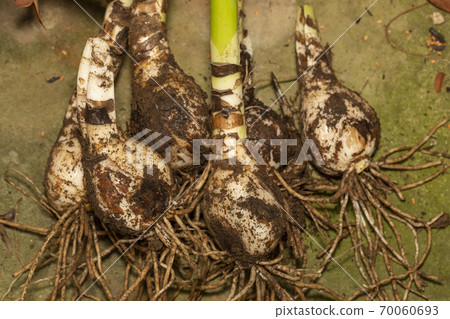 Cluster amaryllis bulb 70060693