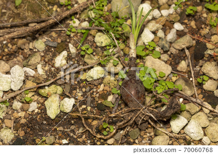 Cluster amaryllis bulb 70060768