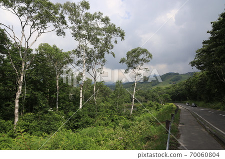 滋賀高原的白樺林 70060804