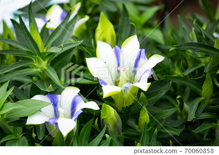Gentiana scabra Scientific name: Gentiana scabra English name: Gentian (white and blue mar 70060858