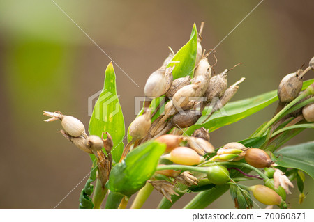 Yokuinin (Coix seed) fruit (raw material such as Coix tea) 70060871
