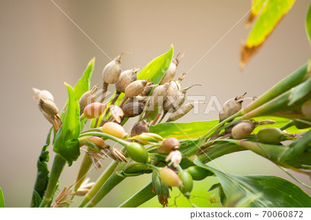 Yokuinin（Hatomugi）水果（Hatomugi茶等原材料） 70060872