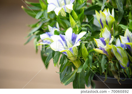 Gentiana scabra Scientific name: Gentiana scabra English name: Gentian (white and blue mar Gentiana scabra Scientific name: Gentiana scabra English name: Gentian (white and blue mar 70060892