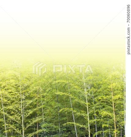 Fresh green image tree and green copy space green bamboo Fresh green image tree and green copy space green bamboo 70060896