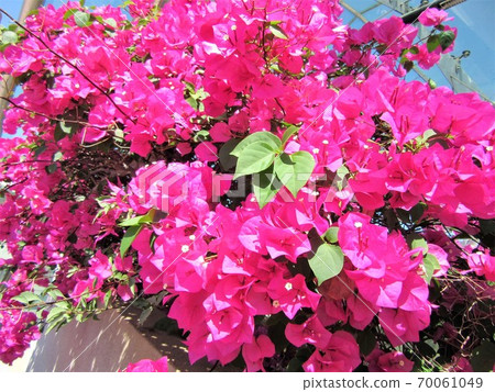 Bougainvillea 70061049