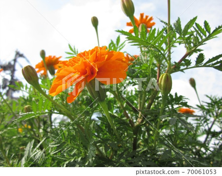 萬壽菊 萬壽菊 70061053