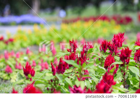 麻美山公園秋花 70061169