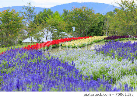 麻美山公園秋花 70061183