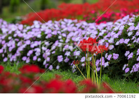 麻美山公園秋花 70061192