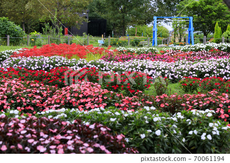 麻美山公園秋花 70061194