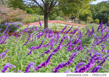 麻美山公園秋花 70061209