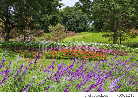麻美山公園秋花 70061213