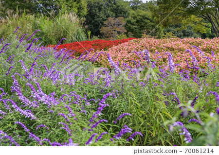 麻美山公園秋花 70061214