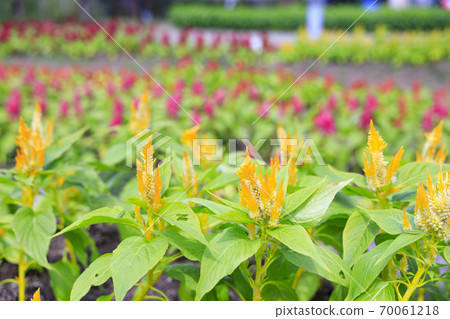 麻美山公園秋花 70061218