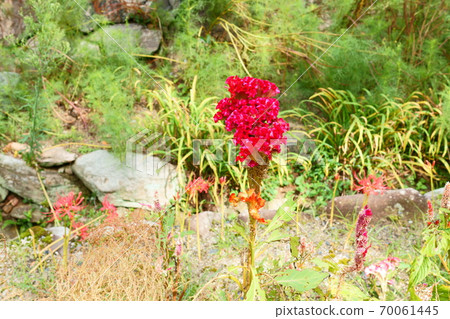 A bright red cockscomb flower accompanied by a cluster amaryllis A bright red cockscomb flower accompanied by a cluster amaryllis 70061445