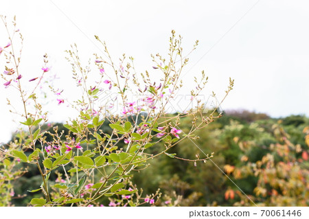 Hagi flowers floating in the mountains and the sky Hagi flowers floating in the mountains and the sky 70061446