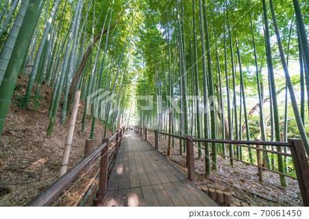 Numakumata Funabori公園的竹林 70061450